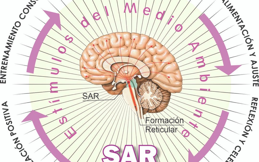 Gráfico explicativo sobre el enfoque en pádel y el Sistema de Activación Reticular (SAR), clave para mejorar la concentración y el rendimiento deportivo.